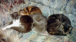San Bromista Cat Ranch